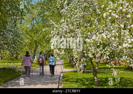 Women practice Nordic walking in blossoming apple orchard in  Kolomenskoye estate. Moscow, Russia. Stock Photo