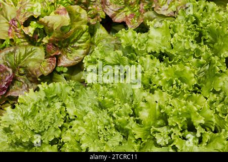 Green lettuce grows in organic allotment garden. Stock Photo