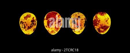 Group of four luminous quail eggs against black background. Stock Photo
