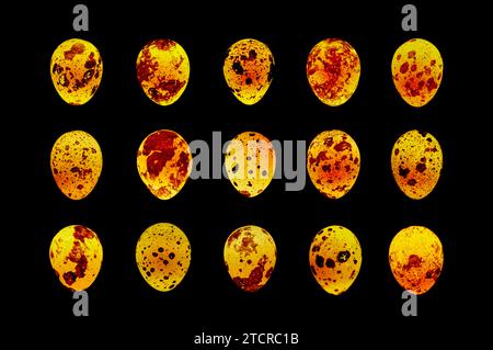 Group of fifteen luminous quail eggs against black background. Stock Photo