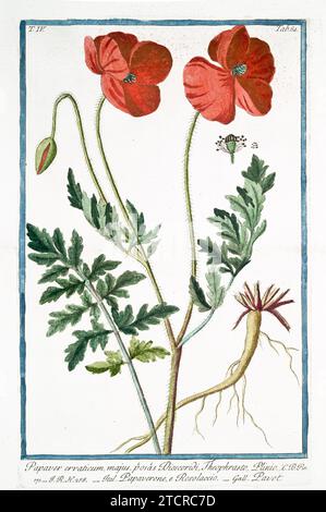 Old illustration of Common Poppy. By G. Bonelli on Hortus Romanus, publ. N. Martelli, Rome, 1772 – 93. Stock Photo