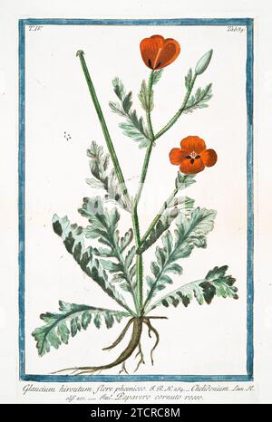 Old illustration of  Red Horned Poppy. By G. Bonelli on Hortus Romanus, publ. N. Martelli, Rome, 1772 – 93 Stock Photo