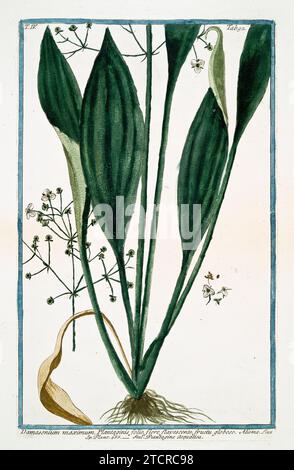 Old illustration of  Water Plantain. By G. Bonelli on Hortus Romanus, publ. N. Martelli, Rome, 1772 – 93 Stock Photo