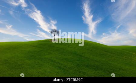 The vast green hills at the top of the hill stood a tall tree. High quality photo Stock Photo