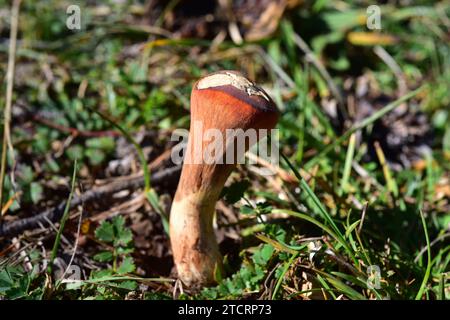 Club coral (Clavariadelphus truncatus) is an edible and medicinal mushroom. This photo was taken in a pine forest near Cantavieja, Teruel province, Ar Stock Photo