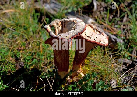 Club coral (Clavariadelphus truncatus) is an edible and medicinal mushroom. This photo was taken in a pine forest near Cantavieja, Teruel province, Ar Stock Photo