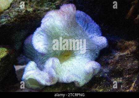 Elegance coral (Catalaphyllia jardinei) is a stony coral. Stock Photo