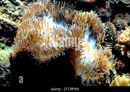 Elegance coral (Catalaphyllia jardinei) is a stony coral. Stock Photo