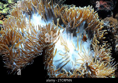 Elegance coral (Catalaphyllia jardinei) is a stony coral. Stock Photo