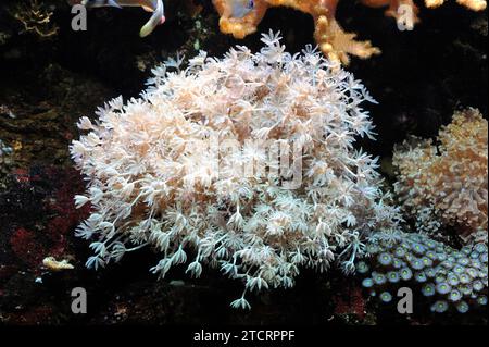 Star polyps or glove polyps (Clavularia sp.) are a soft corals. Stock Photo