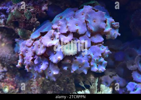 Disc anemone or mushroom anemone (Discosoma sp. or Actinodiscus sp.) are soft corals formed by individuals polyps that grows in colonies. Stock Photo