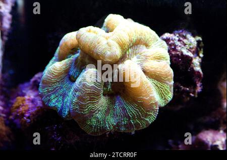Open brain coral (Trachyphyllia geoffroyi) is a stony coral colonial or solitary of varied and vibrant colors. Stock Photo