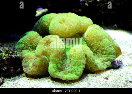 Open brain coral (Trachyphyllia geoffroyi) is a stony coral colonial or solitary of varied and vibrant colors. Stock Photo