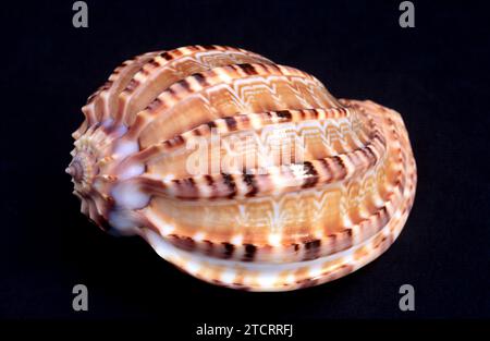 Articulate harp shell (Harpa articularis) is a marine snail. Stock Photo