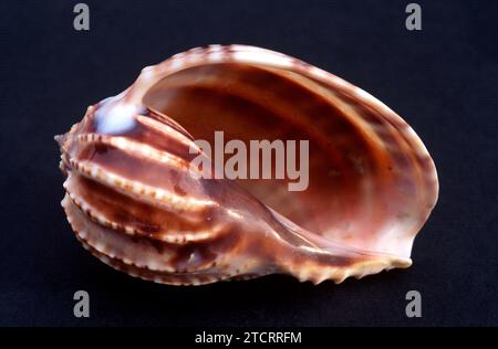 Articulate harp shell (Harpa articularis) is a marine snail. Stock Photo