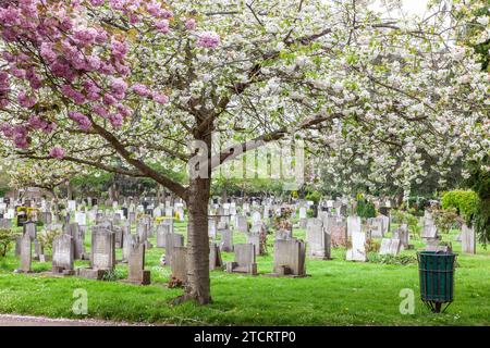 Twickenham Cemetery during the spring flowering of its trees. Stock Photo