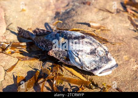 Dead fish washed up on a Fife beach after storm storm babet Stock Photo