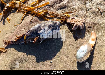 a dead fish and starfish washed up storm babet Stock Photo