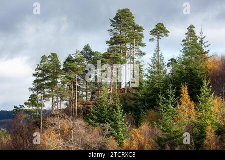 Pine trees against a November sky at Loch Ard, Trossachs, Scottish Highlands, Scotland Stock Photo