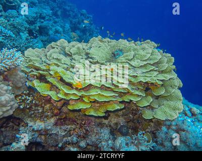 Grüne Salatkoralle, Unterwasser-Foto, Tauchplatz The Canyon, Dahab, Golf von Akaba, Rotes Meer, Sinai, Ägypten *** Green lettuce coral, underwater photo, dive site The Canyon, Dahab, Gulf of Aqaba, Red Sea, Sinai, Egypt Stock Photo