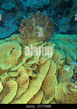 Grüne Salatkoralle, Unterwasser-Foto, Tauchplatz Gabr El Bint, Dahab, Golf von Akaba, Rotes Meer, Sinai, Ägypten *** Green lettuce coral, underwater photo, dive site Gabr El Bint, Dahab, Gulf of Aqaba, Red Sea, Sinai, Egypt Stock Photo