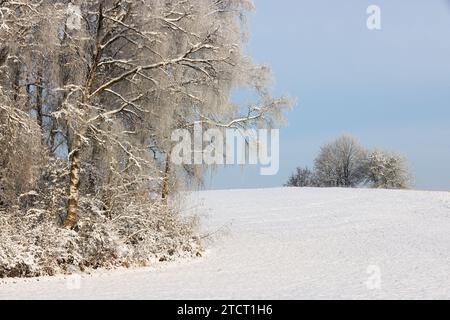 Winter, Baum, Bayern, Oberpfalz, Winterbaum,  Schnee, Eis,  Winterlandschaft,  Schneelandschaft  in Sulzbach Rosenberg bei Amberg Stock Photo