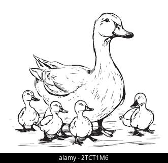 Duck and ducklings hand drawing sketch engraving illustration style Vector illustration Stock Vector