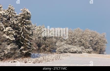 Winter, Baum, Bayern, Oberpfalz, Winterbaum,  Schnee, Eis,  Winterlandschaft,  Schneelandschaft  in Sulzbach Rosenberg bei Amberg Stock Photo