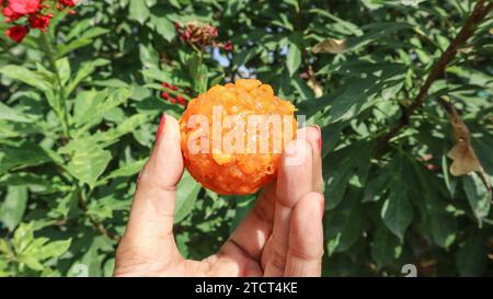 Indian sweet boondi laddu or Motichoor laddoo made of gram flour, Sweet balls popular Indian traditional sweets. in hand Stock Photo