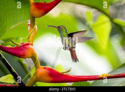 Rufus-tailed humming birds feeding, Jace, Costa Rica Stock Photo