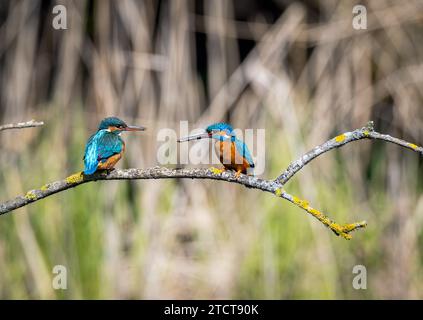 Kingfishers mating ritual UK Stock Photo - Alamy