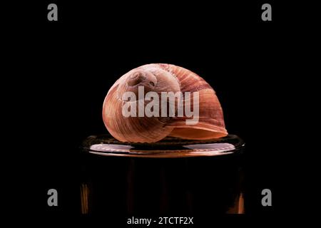 a shimmering golden snail shell lying on a glass isolated with a black background Stock Photo