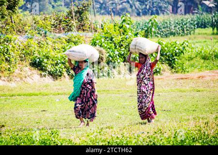 Rural Woman farmer is carry a large pile of grass in the field. Stock Photo