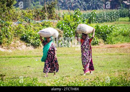 Village women carry a large pile of grass for livestock on their heads south asian. Stock Photo