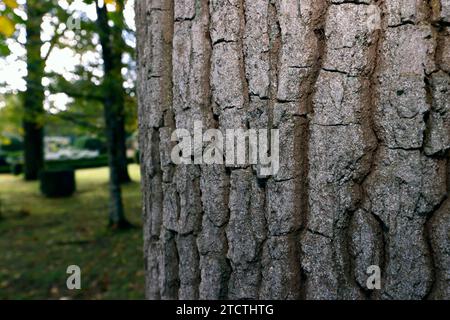 Close-up of a oak tree trunk. Stock Photo