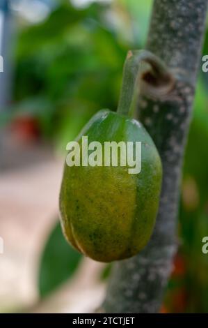 Cultivation of differenent green tropical and exotic indoor palms and evergreen plants in glasshouse in Westland, North Holland, Netherlands. Tropical Stock Photo