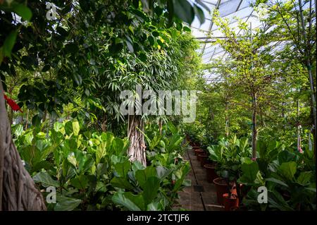 Cultivation of differenent green tropical and exotic indoor palms and evergreen plants in glasshouse in Westland, North Holland, Netherlands. Tropical Stock Photo