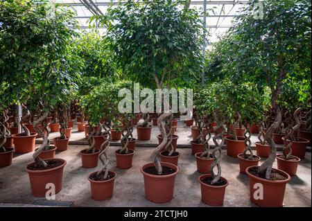 Cultivation of differenent green tropical and exotic indoor palms and evergreen plants in glasshouse in Westland, North Holland, Netherlands. Tropical Stock Photo