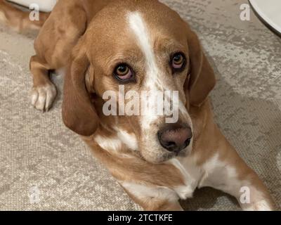 Dog sitting on the floor looking at camera in Paris, France Stock Photo