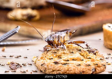 Ordinary American cockroach, ants and cockroach eating a cookie on a dirty table, poor hygiene, insect problems, pest control Stock Photo