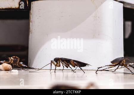 cockroach infestation walking and crawling on dirty kitchen floor, insects in dirty ice cream parlor, need for detection at home Stock Photo