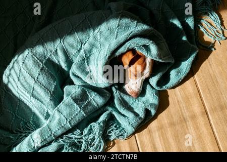 Young dog jack russell terrier sleeping wrapped in a turquoise knitted plaid on the parquet floor in sunny day. Stock Photo