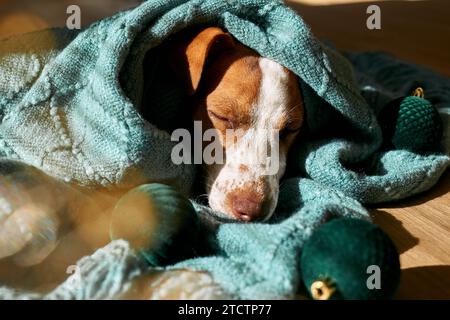 Young dog jack russell terrier sleeping wrapped in a turquoise knitted plaid on the parquet floor in sunny winter day. Stock Photo