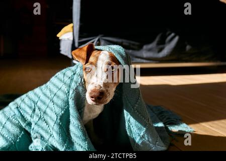Young dog jack russell terrier sitting wrapped in a turquoise knitted plaid on the parquet floor in sunny winter day. Stock Photo
