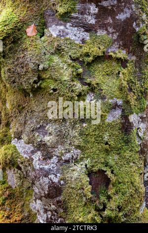 Fagus. Lichen and moss on an autumn beech tree trunk. Scotland Stock Photo