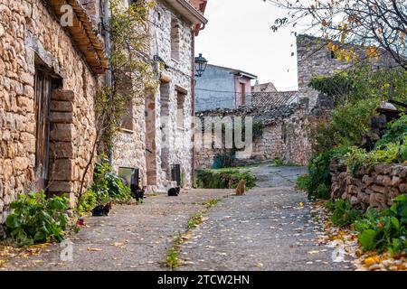 Pack of stray cats on the doorstep of his house in an old town in Spain. Stock Photo
