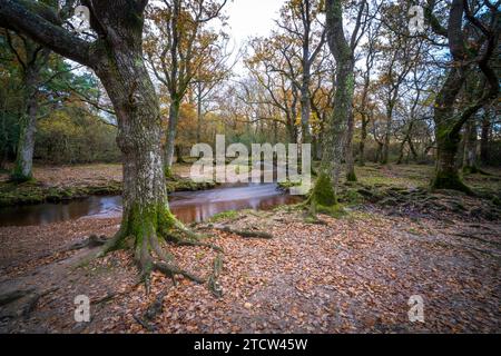 Ober water flows through the New Forest National Park near Brockenhurst, Hampshire, England, UK Stock Photo