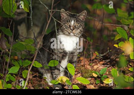 feral or stray catt Stock Photo