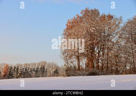 Winter, Baum, Bayern, Oberpfalz, Winterbaum,  Schnee, Eis,  Winterlandschaft,  Schneelandschaft  in Sulzbach Rosenberg bei Amberg Stock Photo