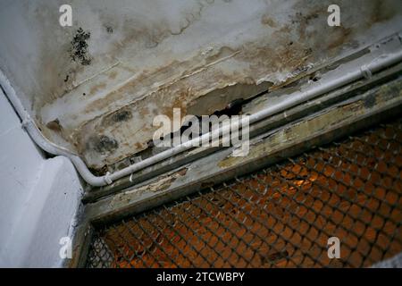rat peeps through a hole in the ceiling Stock Photo